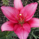 BATISTERO (��-������) ������ ������� ������ �� ������� ���� ����ۻ