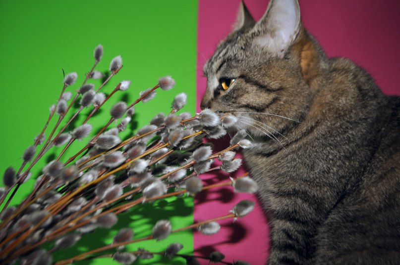 Мягкую лапку тронешь рукой.В душе теплота пробегает волной Чувствуешь очень вот и весна Котиков ... - 4