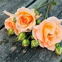 ���� ������, ��� - ��������� 5 ������ 2016 � ������ ������ ��������