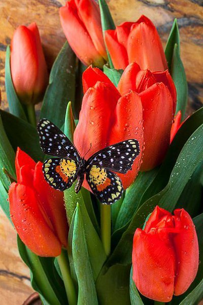 Jill - 30 ��� 2016 � 21:36