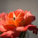 ���� �����, �������, 71 ��� - ��������� 9 ������� 2016 � ������ ���� ���������� ����-�����