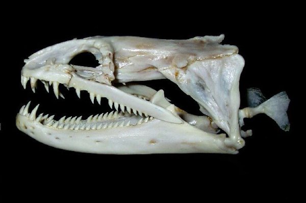 Мурены Рыбы типа кости рыбы Osteichthyes Мурены Muraenidae Гигантские мурены