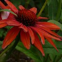 ���� Feliks, ������, 61 ��� - ��������� 26 ���� 2016 � ������ ���� ����������