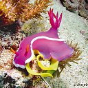 ���� Eric, ����, 61 ��� - ��������� 29 ������ 2016 � ������ �The beauty of the sea�