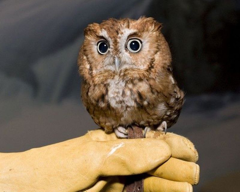 �������� �������! - 17 ���� 2016 � 11:06