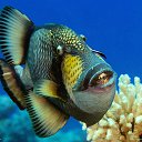 ���� Eric, ����, 61 ��� - ��������� 29 ������ 2016 � ������ �The beauty of the sea�