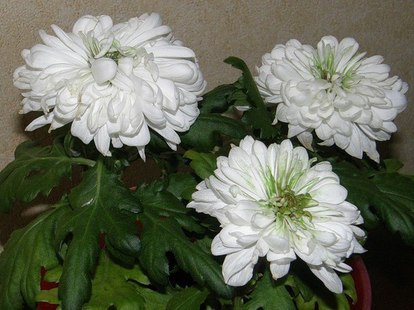  .  Chrysanthemum    ,  ... - 2