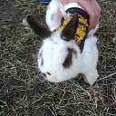 ���� ����, �������, 65 ��� - ��������� 13 ���� 2016