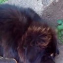  Aili-jevgenia, , 52  -  14  2016    