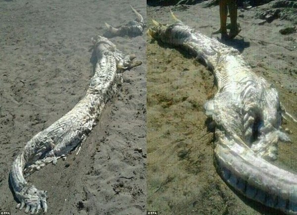 Неизвестное морское чудовище с рогами обнаружили на берегу в Испании.