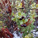 ���� ������, �����������, 43 ���� - ��������� 19 ����� 2016 � ������ �����л