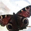 ���� �������, �����, 65 ��� - ��������� 25 ��� 2016 � ������ ������ �!�