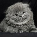 ���� �����, ����������, 62 ���� - ��������� 15 ���� 2016 � ������ ���� ����������