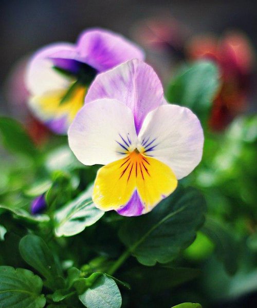 Если смотреть с любовью, чудесным видится все.. - 3