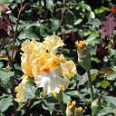  , , 60  -  16  2016    ,,18.05.16.