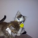 ���� Enohcka, ������������ - ��������� 30 ���� 2016 � ������ ���� ����Ȼ