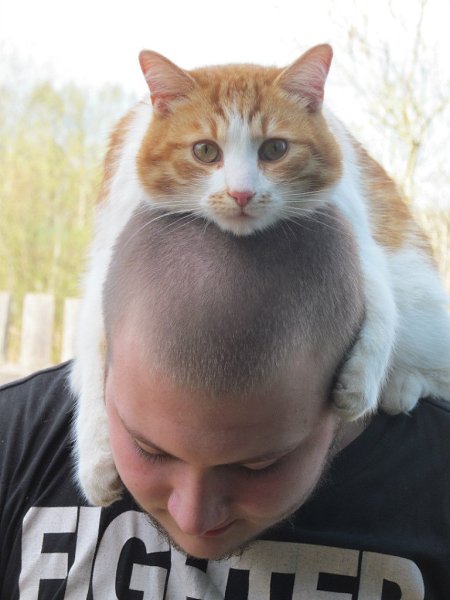 #Безкота_добро.Не могу не рассказать про рыжего кота Урала. Его подарили котенком девчонке, живущей ...
