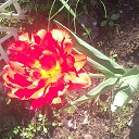  , - -  15  2016   ۻ