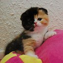���� Temur, ������� - ��������� 2 ���� 2016 � ������ ���� ����������