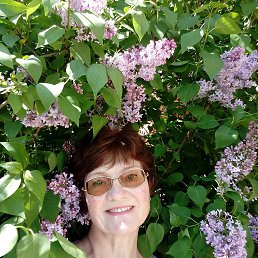 ���� �������, ������, 71 ��� - ��������� 24 ��� 2016