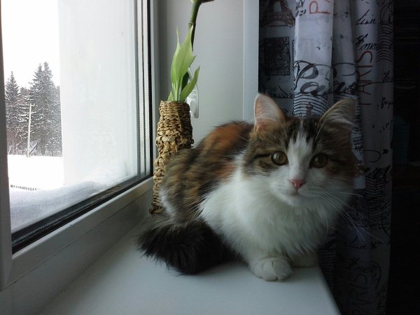 #Безкота_добро.Взяли эту малышку в октябре 2014)Был ушной клещ и блохи. Сейчас когда-то гадкий ... - 3