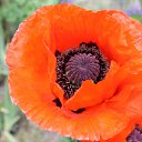 ���� Vassa, ���� - ��������� 4 ���� 2016 � ������ ������ ��������