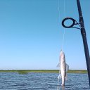 ���� ����, ������� ��������, 42 ���� - ��������� 4 ������ 2016 � ������ ���� ����������