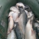 ���� Makin, ������� - ��������� 3 �������� 2016 � ������ ���� ����������