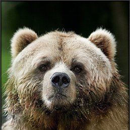 �������, �����, 36 ���