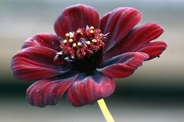 Cosmos atrosanguineus  ,  ,  .