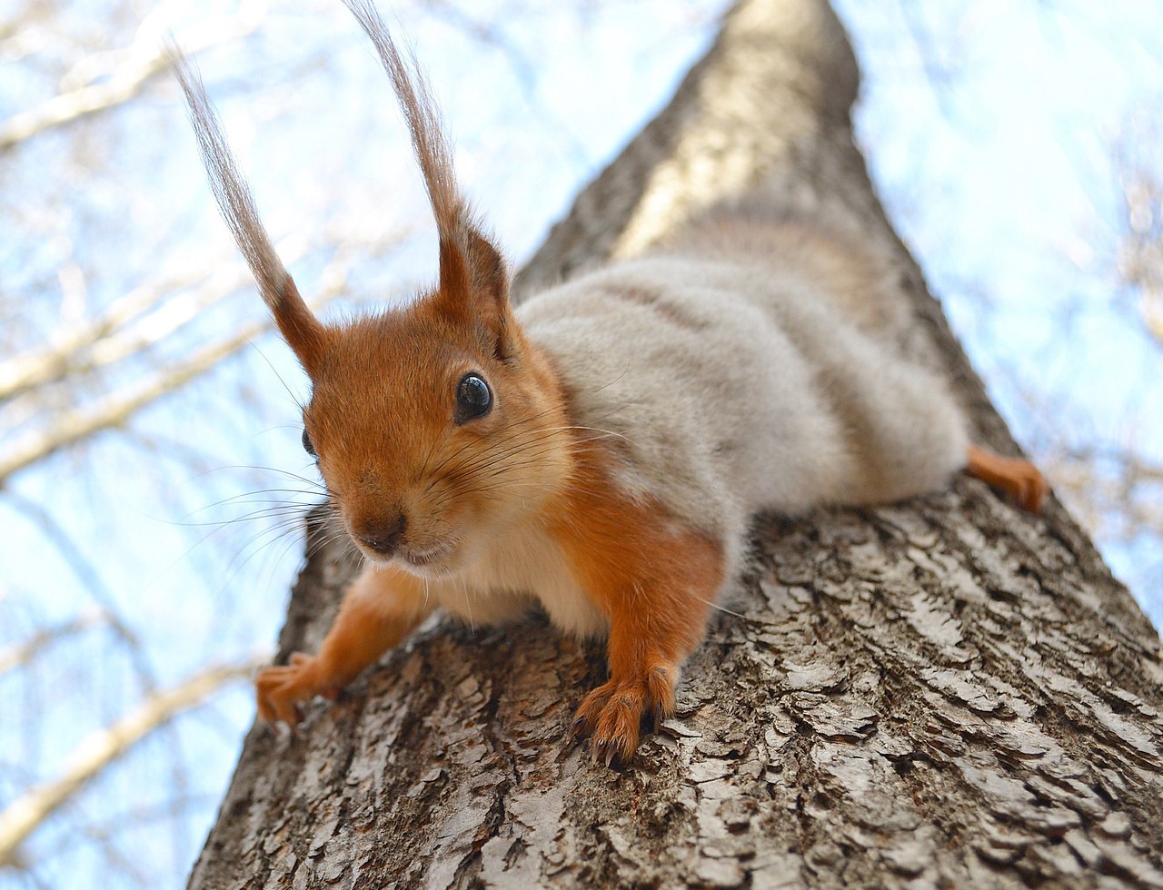 В мире животных - 1 мая 2016 в 15:00 - 2