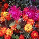 ���� ��������, ������� ��������, 68 ��� - ��������� 2 ������� 2016 � ������ ���� ����������