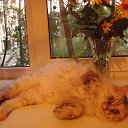 ��� ��������� �� ������� �������