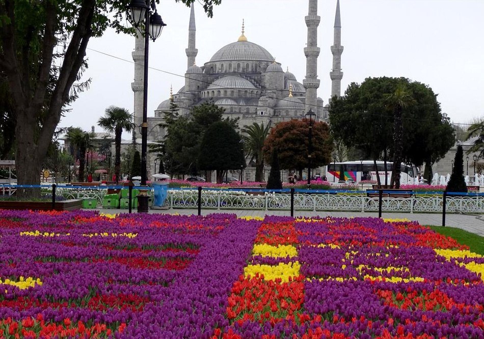 Туры в стамбул в мае. Султанахмет Стамбул тюльпаны. Стамбул Турция фестиваль тюльпанов. Султанахмет фестиваль тюльпанов. Голубая мечеть в Стамбуле тюльпаны.