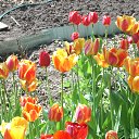 ��� ��� �������� �� ������� ���� ����������