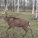 ���� Felix, ����������� - ��������� 12 ����� 2016 � ������ ���� ����������