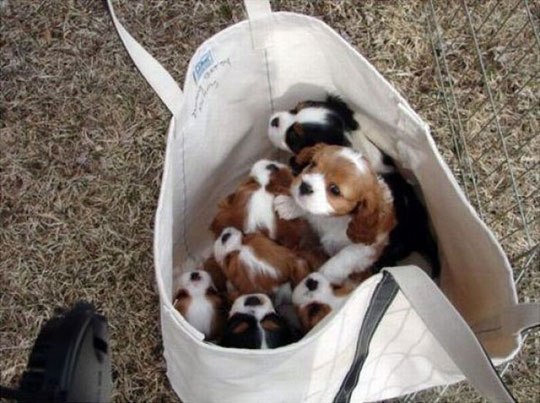 A bag full of puppies