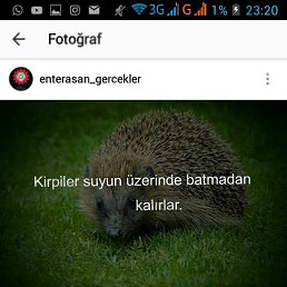 ���� Filankes, ����, 31 ��� - ��������� 9 ������� 2016