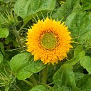 ���� ����, �����-���������, 57 ��� - ��������� 17 ���� 2016 � ������ �������