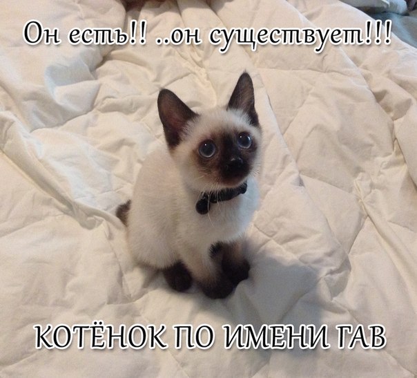 Без кота и жизнь не та - 13 марта 2016 в 15:05