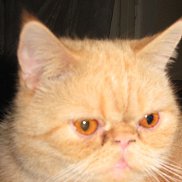 �������, 49 ���, ������ ��������