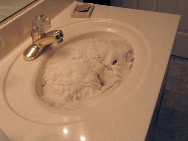 10 фотографий, доказывающих, что коты — это жидкость :).Человек состоит из жидкости примерно на 80%. ... - 4