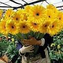 ���� ��������, ���������, 44 ���� - ��������� 15 ���� 2016 � ������ ������ ��������