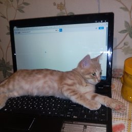 ���� Anatily, ������, 66 ��� - ��������� 11 ���� 2016