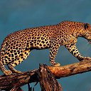 ���� ���� L., �����������, 56 ��� - ��������� 2 �������� 2016 � ������ ���� ����������