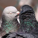 ���� �������, �����-��������� - ��������� 27 ���� 2016 � ������ ���� ����������