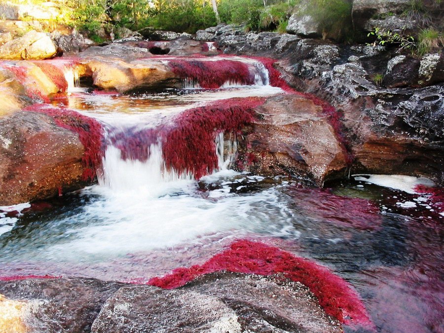 -      .- (Cao Cristales   ), ... - 6