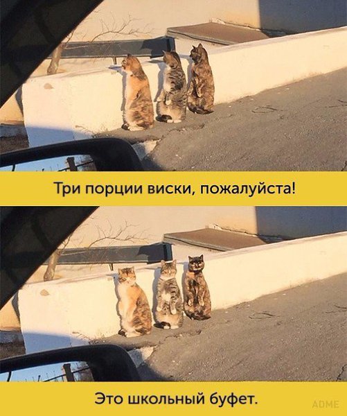 ����, ������ ������� ����� ������ ������������ - 6