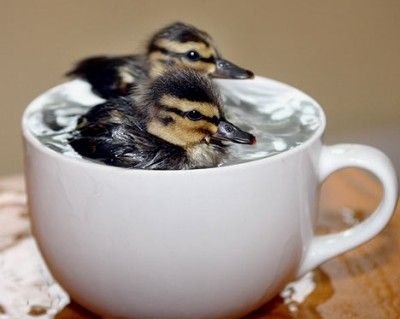 ����� ������� - 25 ����� 2016 � 18:05