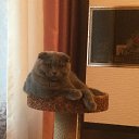 ���� �������, ���������, 53 ���� - ��������� 16 ���� 2016 � ������ �������